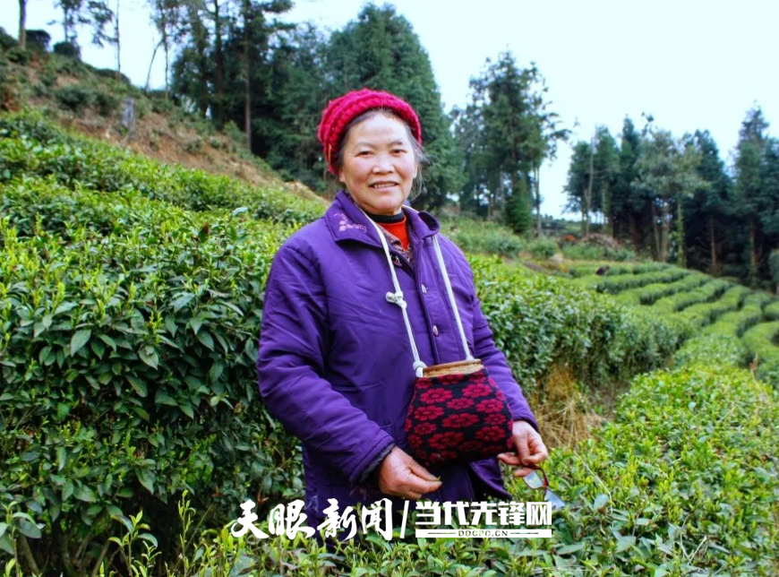 完美收官！蒙阿妹茶業(yè)2024春茶開采結(jié)束