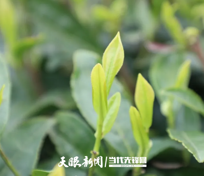 1632285449846566.png 早春的茶青 都勻市融媒體中心供圖_副本.png